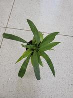 Anthurium vittariifolium, meerdere planten in de pot, Minder dan 100 cm, Ophalen of Verzenden, Halfschaduw