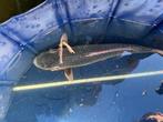 Asagi Japanse koi, Dieren en Toebehoren, Vissen | Vijvervissen, Karper of Koi
