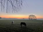 Rusthuis voor oudere paarden en pony’s - kleinschalig, Dieren en Toebehoren, Stalling en Weidegang, Weidegang