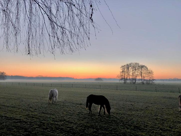 Rusthuis voor oudere paarden en pony’s - kleinschalig, Dieren en Toebehoren, Stalling en Weidegang, Stalling, Weidegang