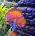 Discus vis, Vis, Zoetwatervis