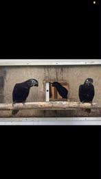 2 jonge zwarte lories Chalcopsitta Atra Atra 0-2 (2025), Dieren en Toebehoren, Meerdere dieren, Parkiet, Geringd