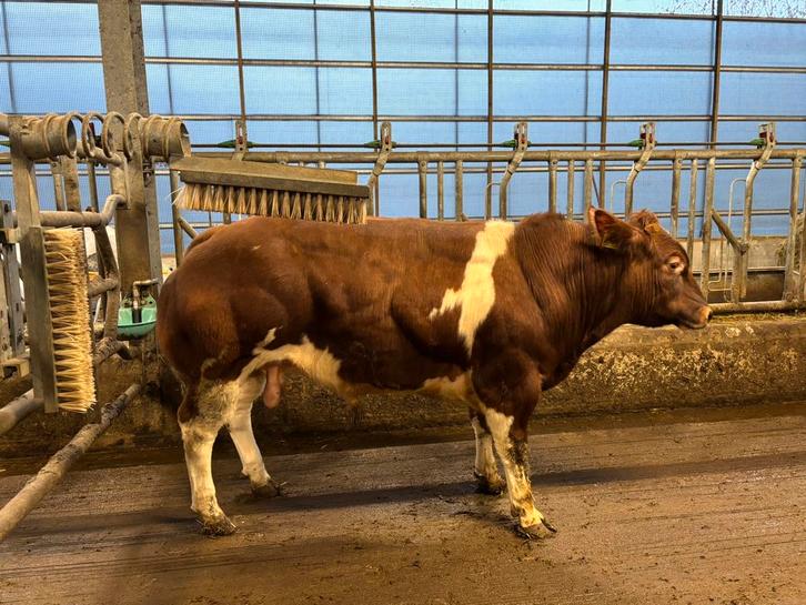 Stamboek Verbeterd Roodbont dekstier | VRB | Dikbil, Dieren en Toebehoren, Runderen, Mannelijk