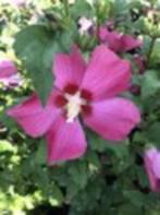 Hibiscus, Tuin en Terras, Planten | Struiken en Hagen, Ophalen, Overige soorten, Struik, Minder dan 100 cm