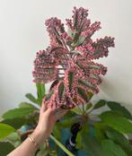 Mega Mother of Millions Pink Butterflies plant, Ophalen, Overige soorten, Minder dan 100 cm
