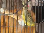 Gratis kanarie met kooi, Dieren en Toebehoren, Mannelijk, Zangkanarie
