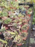 Vetplanten en cactussen vanaf 2,50 per plant., Huis en Inrichting, Kamerplanten, Ophalen of Verzenden