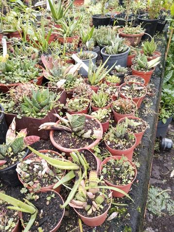 Vetplanten en cactussen vanaf 2,50 per plant.  beschikbaar voor biedingen