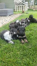 Mooie pups Herdermix X Altdeutsche Hütehund, Dieren en Toebehoren, Honden | Niet-rashonden, 8 tot 15 weken, Groot, Meerdere, Meerdere dieren