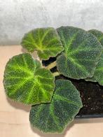 Begonia Solimutata, Huis en Inrichting, Kamerplanten, Overige soorten, Minder dan 100 cm, Ophalen of Verzenden, Halfschaduw