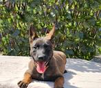 Mechelse herder pups, Dieren en Toebehoren, 8 tot 15 weken, Meerdere, Meerdere dieren, Herder