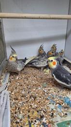 4 jonge valkparkieten, Dieren en Toebehoren, Vogels | Parkieten en Papegaaien, Meerdere dieren, Parkiet