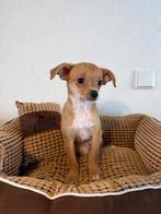 Prachtige, lieve Chihuahua-pup (teefje), Dieren en Toebehoren, Honden | Chihuahua's en Gezelschapshonden, Rabiës (hondsdolheid)