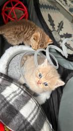 100% British Kort Haar Kitten (britse korthaar), Dieren en Toebehoren, Katten en Kittens | Raskatten | Korthaar, Meerdere dieren
