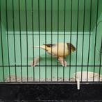 Glosters, Dieren en Toebehoren, Mannelijk