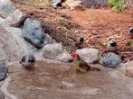 Koppel binsenastrildes, Dieren en Toebehoren, Meerdere dieren, Tropenvogel