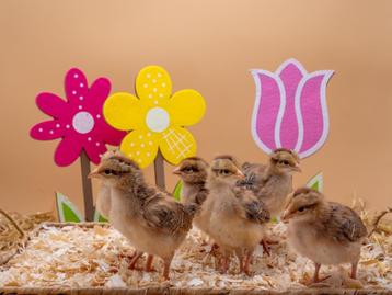 Welsumer baby kuikens hennetjes, gesekst en ingeënt beschikbaar voor biedingen