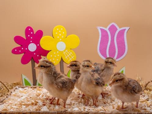 Welsumer baby kuikens hennetjes, gesekst en ingeënt, Dieren en Toebehoren, Pluimvee, Kip, Vrouwelijk