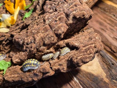 Armadillidium gestroi isopods, Dieren en Toebehoren, Insecten en Spinnen, Bijen