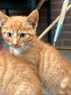 Kittens 10 weken oud, Dieren en Toebehoren, Katten en Kittens | Dekkaters, 0 tot 2 jaar