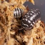 15x Armadillidium maculatum pissebedden / isopods, Overige soorten