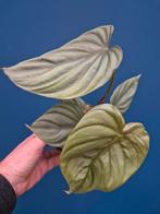 Philodendron Colombia p12, Huis en Inrichting, Ophalen of Verzenden, Halfschaduw, Minder dan 100 cm