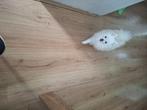 Dekreu witte pomeriaan (NIET TE KOOP), Dieren en Toebehoren, 15 weken tot 1 jaar, Reu, Eén hond, Nederland