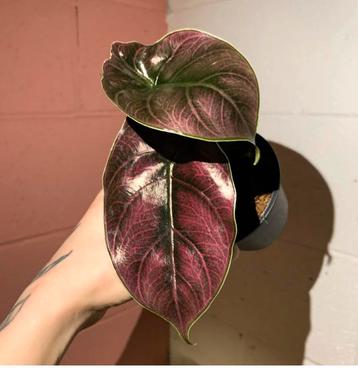 Alocasia azlanii baby plantje beschikbaar voor biedingen