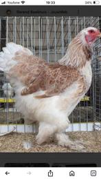 Gezocht brahma zalm, Dieren en Toebehoren, Vrouwelijk, Kip