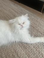 Lieve Perzische Poes van 2 Jaar Zoekt een Nieuw Thuis, Dieren en Toebehoren, Katten en Kittens | Raskatten | Langhaar, Poes, Ontwormd