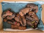 Rhodisian Ridgeback, Dieren en Toebehoren, Rabiës (hondsdolheid), Overige rassen, 8 tot 15 weken, Meerdere