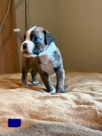 100% raszuivere gestroomde Boxer pup, Overige rassen, 8 tot 15 weken, Meerdere, Meerdere dieren
