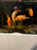 Midas cichlide kweekgroep, Dieren en Toebehoren, Vis