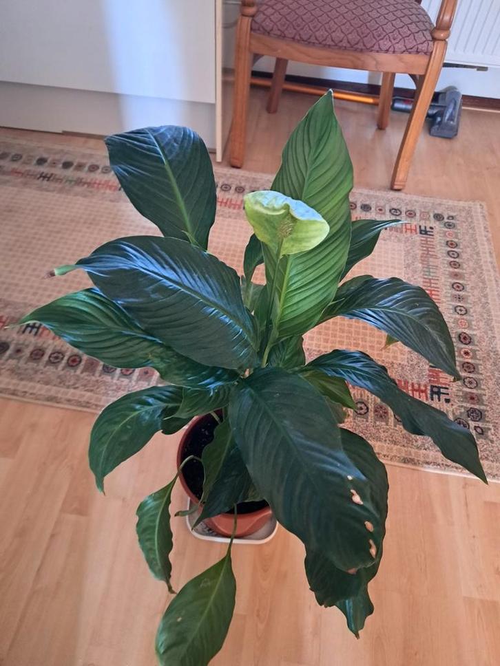 Mooie Vredeslelie (Spathiphyllum) kamerplant, Huis en Inrichting, Kamerplanten, Overige soorten, Minder dan 100 cm, Bloeiende kamerplant
