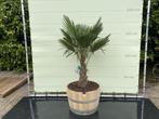 Palmboom - Trachycarpus fortunei - Stamhoogte 40-60 cm, Tuin en Terras, Planten | Bomen, In pot, Zomer, Volle zon, Ophalen of Verzenden
