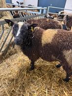 rammen te koop, Dieren en Toebehoren, Schapen, Geiten en Varkens, Mannelijk, Schaap