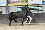 Friese STER merrie, vol papier, extra lopen!, Dieren en Toebehoren, Paarden, Merrie, Gechipt, Zadelmak, 3 tot 6 jaar