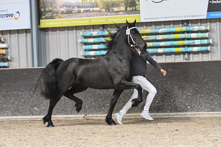 Friese STER merrie, vol papier, extra lopen!, Dieren en Toebehoren, Paarden, Merrie, Zadelmak, 160 tot 165 cm, 3 tot 6 jaar, Tuigpaard
