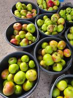Appels - Zedeling voor appelmoes / taart - 10 kg voor € 8,--, Ophalen