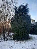 Bolboom - Prachtige Tuinboom, Tuin en Terras, Planten | Bomen, Bloeit niet, Halfschaduw, Ophalen of Verzenden, 100 tot 250 cm