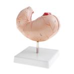 Maag Menselijk Anatomie Model / Medisch School Arts Dokter, Ophalen of Verzenden, Nieuw