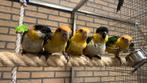 Super tamme Baby Caiques, Dieren en Toebehoren, Meerdere dieren, Papegaai, Geringd