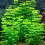 3stekken voor 5€, Ophalen of Verzenden, Nieuw, Plant(en), Steen of Hout