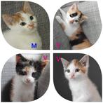 prachtige kittens lapjes poesjes/  rood katertje, Meerdere dieren