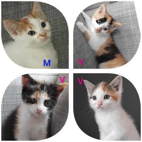 prachtige kittens lapjes poesjes/  rood katertje GELIJK MEE, Dieren en Toebehoren, Katten en Kittens | Overige Katten, Meerdere dieren