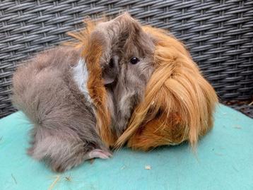 Knappe cavia zeugjes (slate en rood)