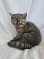 Zeldzaam Black Smoke Britse Korthaar Kitten kater – Milo, Kater, Gechipt, 0 tot 2 jaar