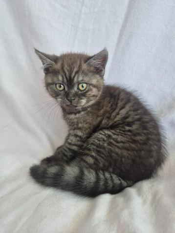 Zeldzaam Black Smoke Britse Korthaar Kitten kater – Milo beschikbaar voor biedingen