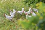 Verse biologische eieren, Dieren en Toebehoren, Geslacht onbekend, Kip