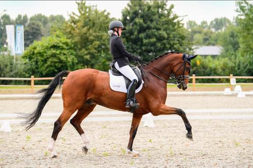 Instructie aangeboden zowel spring als dressuur!, Diensten en Vakmensen, Dieren | Paarden | Verzorging, Oppas en Les, Paardrijles of Ponykampen